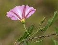 Convolvulus arvensis